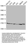 HIST1H3A (Ab-9) Antibody