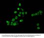 HIST1H3A (Ab-9) Antibody