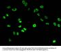 HIST1H3A (Ab-9) Antibody