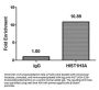 HIST1H3A (Ab-9) Antibody