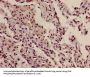 HIST1H3A (Ab-10) Antibody