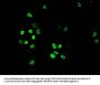 HIST1H3A (Ab-10) Antibody