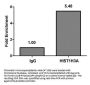 HIST1H3A (Ab-10) Antibody
