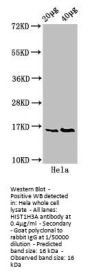 Phospho-HIST1H3A (S10) Antibody