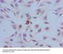 Phospho-HIST1H3A (S10) Antibody