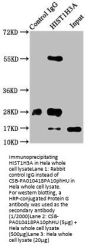 Phospho-HIST1H3A (S10) Antibody