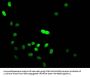 HIST1H3A (Ab-14) Antibody