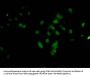 HIST1H3A (Ab-17) Antibody
