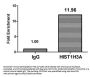 HIST1H3A (Ab-17) Antibody