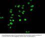 HIST1H3A (Ab-17) Antibody