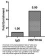 HIST1H3A (Ab-17) Antibody