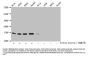 2-hydroxyisobutyryl-HIST1H3A (K18) Antibody