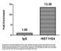 2-hydroxyisobutyryl-HIST1H3A (K18) Antibody