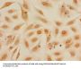 Mono-methyl-HIST1H3A (K27) Antibody