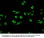 Mono-methyl-HIST1H3A (K27) Antibody
