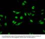 Mono-methyl-HIST1H3A (K27) Antibody