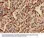 HIST1H3A (Ab-27) Antibody