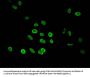 HIST1H3A (Ab-27) Antibody