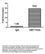 HIST1H3A (Ab-27) Antibody