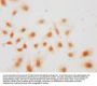 2-hydroxyisobutyryl-HIST1H3A (K36) Antibody
