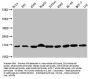Mono-methyl-HIST1H3A (K36) Antibody