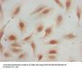 Mono-methyl-HIST1H3A (K36) Antibody