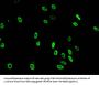 Mono-methyl-HIST1H3A (K36) Antibody