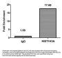 HIST1H3A (Ab-36) Antibody