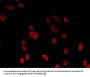 HIST1H3A (Ab-36) Antibody