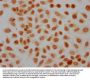 Phospho-HIST1H3A (Y41) Antibody