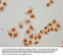Acetyl-HIST1H3A (K64) Antibody
