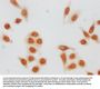 Formyl-HIST1H3A (K79) Antibody