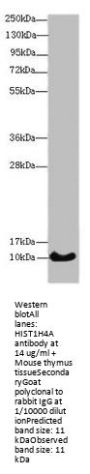 HIST1H4A Antibody