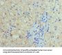 HIST1H4A Antibody