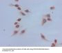 Acetyl-HIST1H4A (K16) Antibody
