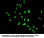 Acetyl-HIST1H4A (K16) Antibody