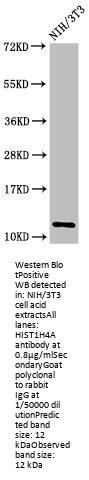 HIST1H4A (Ab-16) Antibody