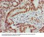 HIST1H4A (Ab-16) Antibody