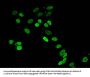HIST1H4A (Ab-16) Antibody