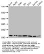 HIST1H4A (Ab-1) Antibody