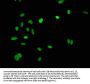 HIST1H4A (Ab-1) Antibody