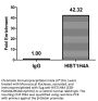 HIST1H4A (Ab-1) Antibody