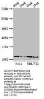 Mono-methyl-HIST1H4A (R3) Antibody