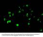 Mono-methyl-HIST1H4A (R3) Antibody