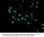 HIST1H4A (Ab-3) Antibody