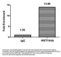 HIST1H4A (Ab-3) Antibody