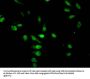 Acetyl-HIST1H4A (K5) Antibody