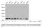 Butyrly-HIST1H4A (K5) Antibody