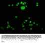 Butyrly-HIST1H4A (K5) Antibody