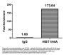 Butyrly-HIST1H4A (K5) Antibody